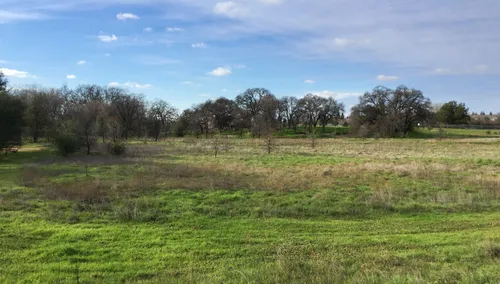 Open meadow stretches toward the horizon