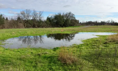 Heavy rain has formed a large puddle on the grass