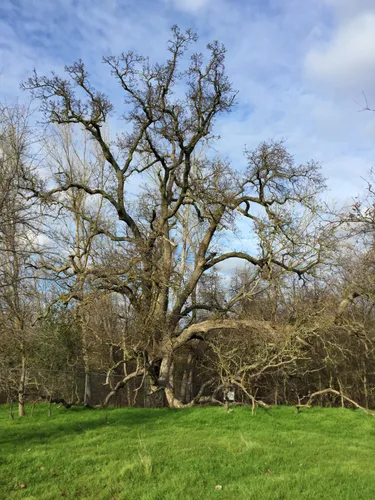 Ancient oak tree showcases its impressive winter branches