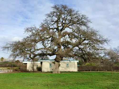 Majestic trees stand on the park grounds