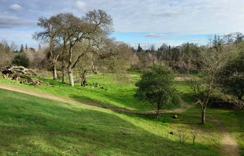 Gently sloping green hillside with scattered trees