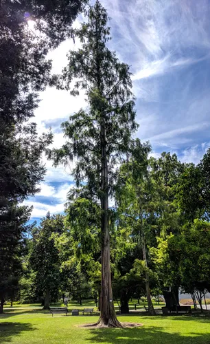 Towering tree stands in the middle of the park's green landscape