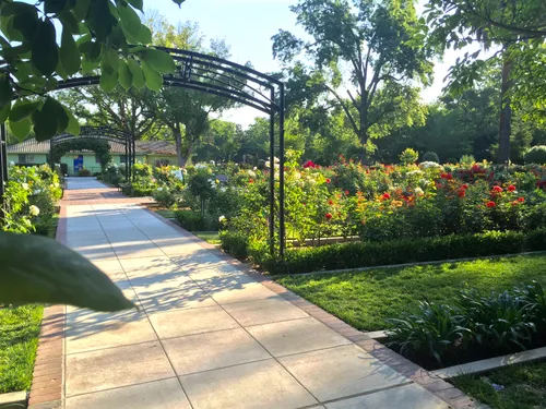 Sunlit pathway winds through McKinley Rose Garden's colorful floral displays
