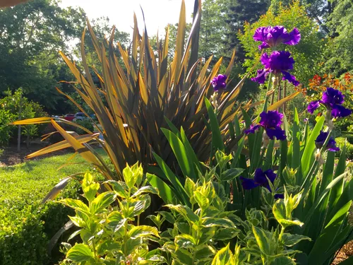 Vibrant purple flowers contrast with striking green plants