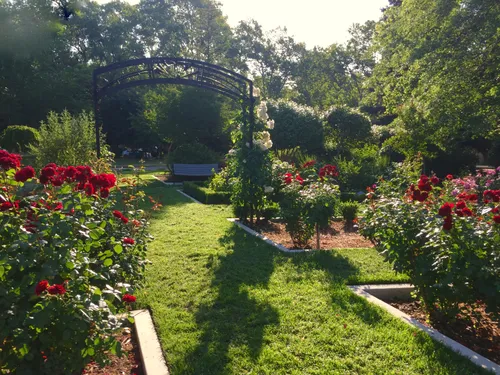 Lush rose bushes bloom in neat rows at McKinley Rose Garden