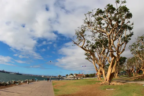 Characteristic twisted trees line the open grounds near the water's edge
