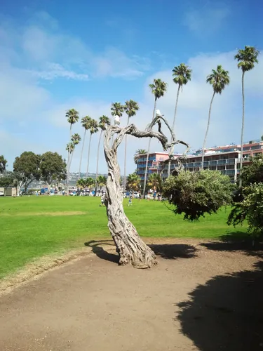 Tree trunk stands amid manicured park lawn with palm trees behind