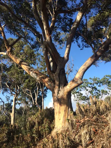 Ancient eucalyptus tree standing sentinel on the steep hillside