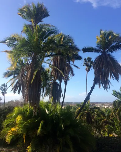 Stately palm trees with glimpses of the city behind