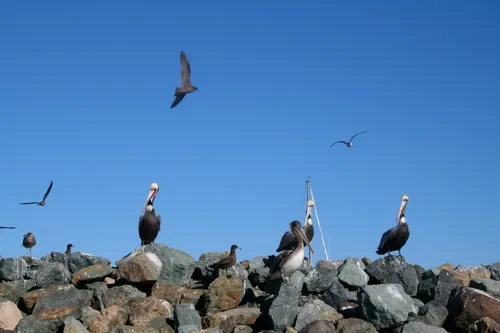 Pelicans perched on rocky shoreline with gulls flying overhead