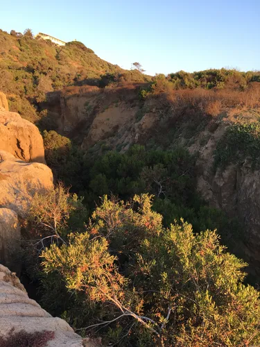 Natural vegetation growing along the canyon