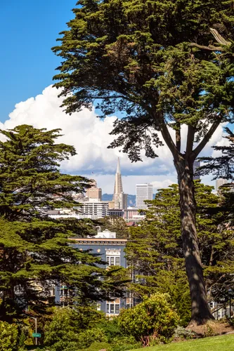 Towering trees with glimpses of the Transamerica Pyramid in distance
