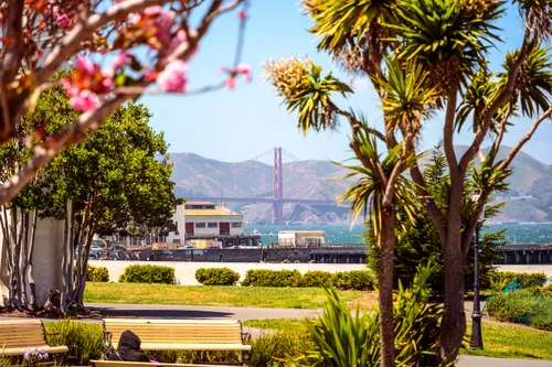 The Golden Gate Bridge peeks through blooming trees along the promenade