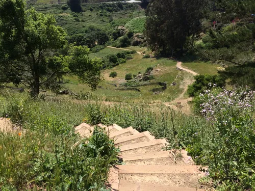 Stone steps winding through vibrant spring wildflowers