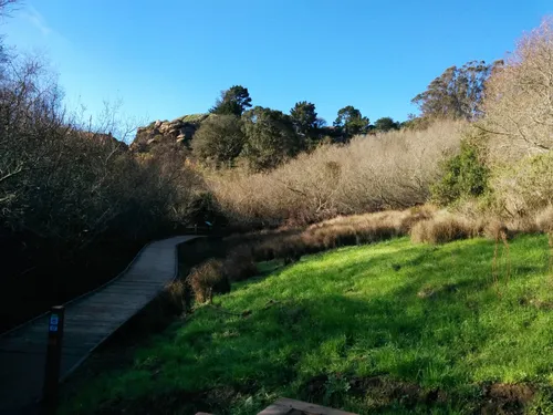 Shaded section with tall grasses