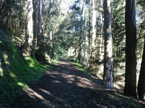 Shaded forest path dappled with sunlight through tall trees