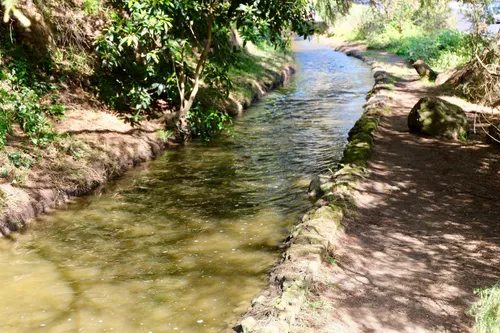 Narrow stream flows through dappled sunlight