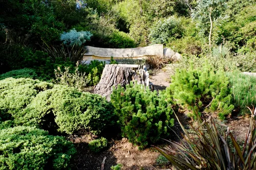 Tree stump surrounded by native plantings