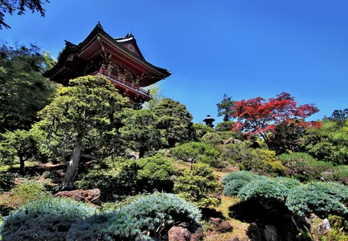 Japanese maple and shrubs surround garden structures