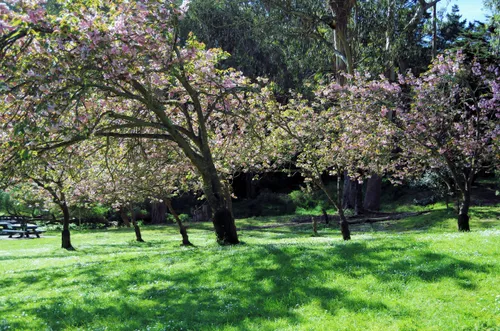 Open meadow area with flowering trees in spring bloom