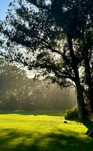 Morning sunlight filters through trees onto the lush green lawns