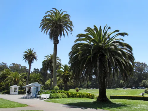 Stately palm trees on sunny grounds