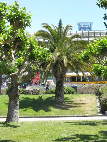 Palm trees and green lawn