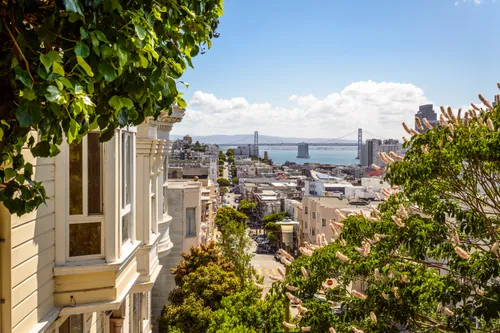 San Francisco-Oakland Bay Bridge seen through lush foliage