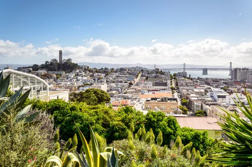 Coit Tower and the Bay Bridge in the distance behind park vegetation