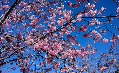 Cherry blossoms frame a brilliant blue sky above the park
