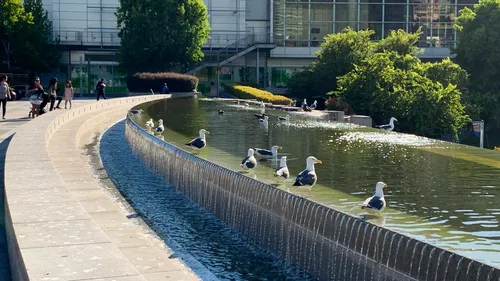 Seagulls gather along the reflecting pool on the Upper Terrace above the Martin Luther King Jr. Memorial