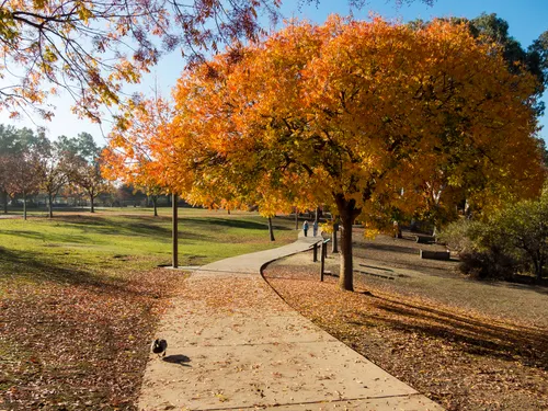 Autumn pathway lined with vibrant orange-leaved trees