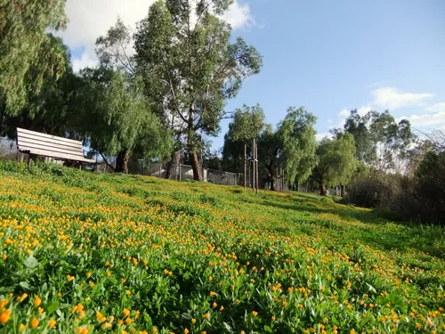 Wildflowers blooming in the park's grassy areas