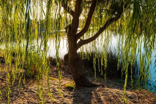 Backlit weeping willow branches