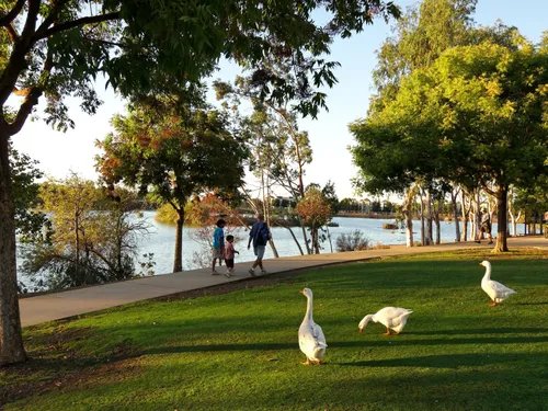 White geese enjoying the green space
