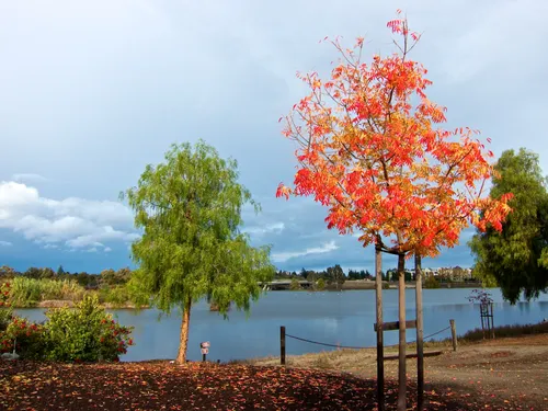 Colorful autumn trees under a dramatic sky