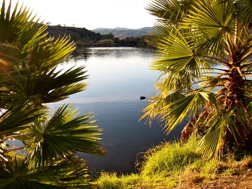 Evening light on Almaden Lake framed by palm trees