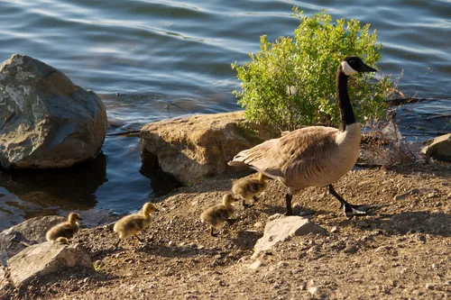 Mama goose and goslings by the lake