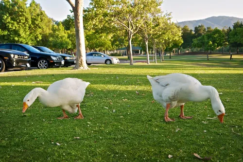 Two geese grazing on the park's grassy lawn
