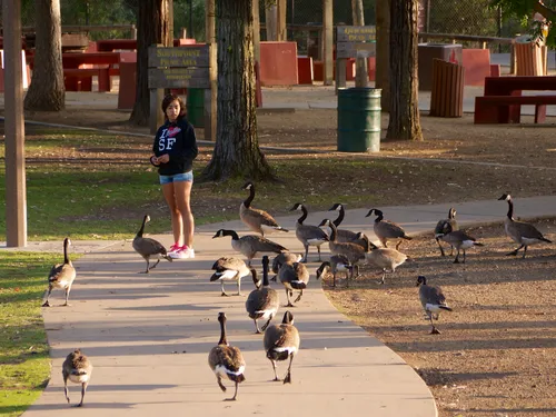 Girl feeding geese near a picnic area