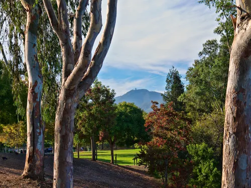 Mount Unumhum seen through the trees