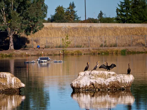 Cormorants resting on rocks in the water