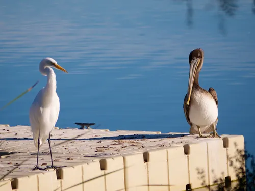 Elegant white egret and brown pelican share the dock