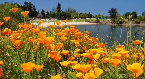 Vibrant California poppies blooming near the shore
