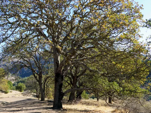 Oak trees near N Rim Trail during fall season
