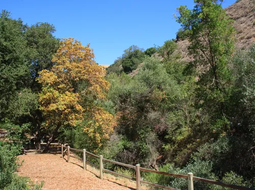 Dirt path surrounded by oak trees and greenery