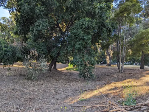 Native trees fill a shaded corner of the park