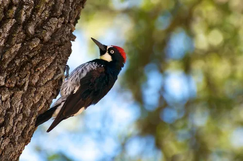 An acorn woodpecker is perched on a tree trunk at the park