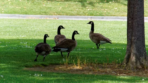 Geese grazing peacefully on the green lawns