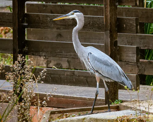 A heron stands poised beside a wooden fence